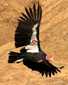 Photo shows a large bird with an extremely wide wingspan in flight. It is a California condor, and it has a tag on its wing.