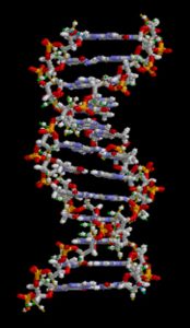 Molecular model depicts a D N A molecule, showing its double helix structure. The double helix is made up of two separate vertical strands of small particles, or atoms. These strands are connected by horizontal bands of particles. The vertical strands are twisted, and the structure has the shape of a spiral staircase.