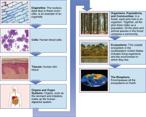 A flow chart shows the hierarchy of living organisms. From smallest to largest, this hierarchy includes: (1) Organelles, such as nuclei, that exist inside cells. (2) Cells, such as a white blood cell. (3) Tissues, such as human skin tissue. (4) Organs such as the stomach make up the human digestive system, an example of an organ system. (5) Organisms, populations, and communities. In a forest, each pine tree is an organism. Together, all the pine trees make up a population. All the plant and animal species in the forest comprise a community. (6) Ecosystems: the coastal ecosystem in the Southeastern United States includes living organisms and the environment in which they live. (7) The biosphere: encompasses all the ecosystems on Earth.