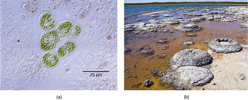 Photo A depicts round colonies of blue-green algae. Each algae cell is about 5 microns across. Photo B depicts round fossil structures called stromatalites along a watery shoreline.