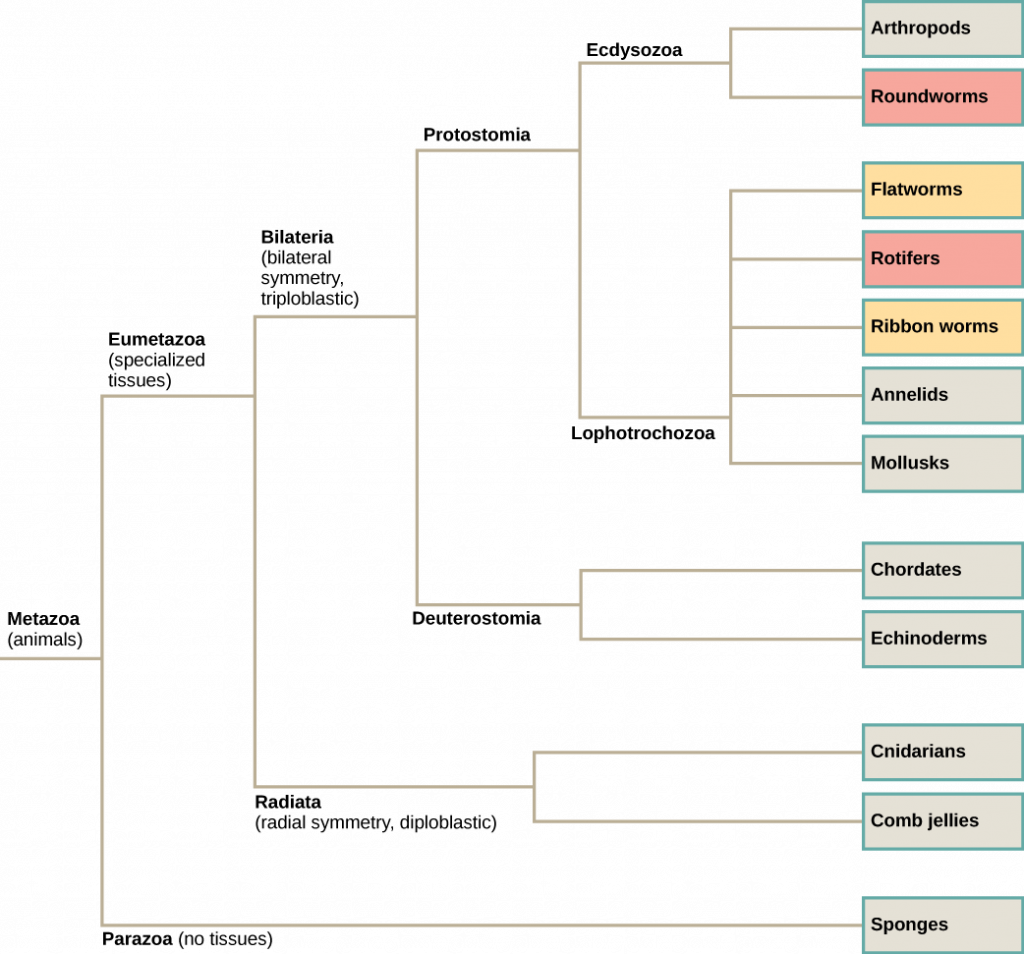 Phylogenetic Tree