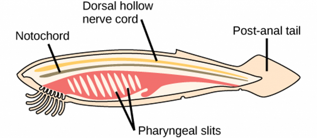 Chordate Common Features