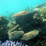 In this photo, several fish are swimming among coral. The coral at the front of the photo is blue with branched arms. Further back are anvil-shaped corals.