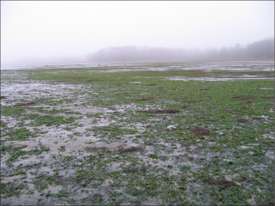 This photo shows a body of water clogged with thick, green algae.