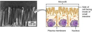 The left part of this figure is a transmission electron micrograph of microvilli, which appear as long, slender stalks extending from the plasma membrane. The right side illustrates cells containing microvilli. The microvilli cover the surface of the cell facing the interior of the small intestine.