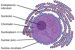 The two-dimensional image depicts the nucleus of a cell as a circular object with two membranes; several gaps appear in the circle, representing nuclear pores. Surrounding the nucleus are membranous sacks representing the endoplasmic reticulum. Inside the nucleus is another circle, approximately ten percent of the total size of the nucleus, representing the nucleolus.