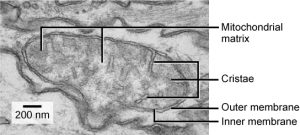 This transmission electron micrograph of a mitochondrion shows an oval outer membrane and an inner membrane with many folds called cristae. Inside the inner membrane is a space called the mitochondrial matrix.