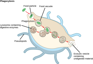 In this illustration, a eukaryotic cell is shown consuming a bacterium. As the bacterium is consumed, it is encapsulated in a vesicle. The vesicle fuses with a lysosome, and proteins inside the lysosome digest the bacterium.