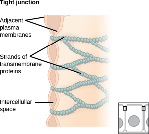 This illustration shows two cell membranes joined together by a matrix of tight junctions.