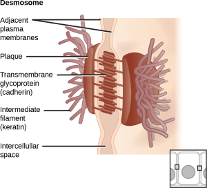 This illustration shows two cells fused together by a desmosome. Cadherins extend from each cell and join the two cells together. Intermediate filaments connect to cadherins on the inside of the cell.