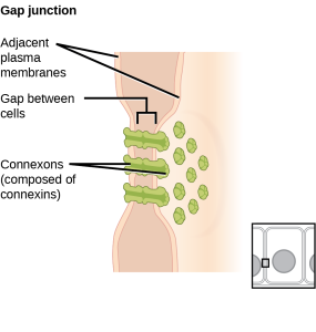 This illustration shows two cells joined together with protein pores called gap junctions that allow water and small molecules to pass through.