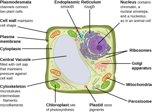 Part b: This illustration depicts a typical eukaryotic plant cell. The nucleus of a plant cell contains chromatin and a nucleolus, the same as an animal cell. Other structures that the plant cell has in common with the animal cell include rough and smooth endoplasmic reticulum, the Golgi apparatus, mitochondria, peroxisomes, and ribosomes. The fluid inside the plant cell is called the cytoplasm, just as it is in an animal cell. The plant cell has three of the four cytoskeletal components found in animal cells: microtubules, intermediate filaments, and microfilaments. Plant cells do not have centrosomes. Plant cells have four structures not found in animals cells: chloroplasts, plastids, a central vacuole, and a cell wall. Chloroplasts are responsible for photosynthesis; they have an outer membrane, an inner membrane, and stack of membranes inside the inner membrane. The central vacuole is a very large, fluid-filled structure that maintains pressure against the cell wall. Plastids store pigments. The cell wall is outside the cell membrane.