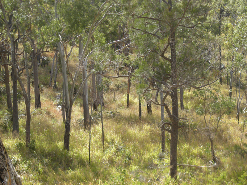 A grassy slope dotted with pine trees.