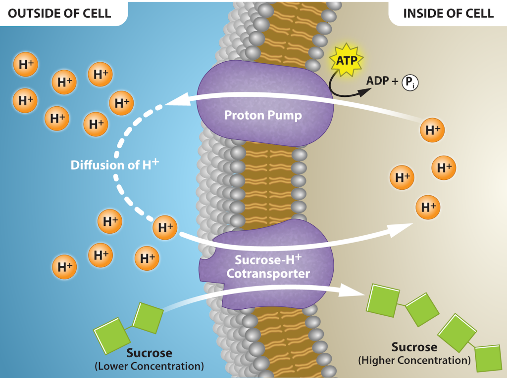 This illustration shows a membrane bilayer with a potassium channel embedded in it. Hydrogen ions flow out of the cell through a proton pump, then back into the cell as part of the sucrose-proton cotransporter. Sucrose flows with the protons from the lower concentration outside the cell to the higher concentration inside the cell, which is against the concentration gradient.