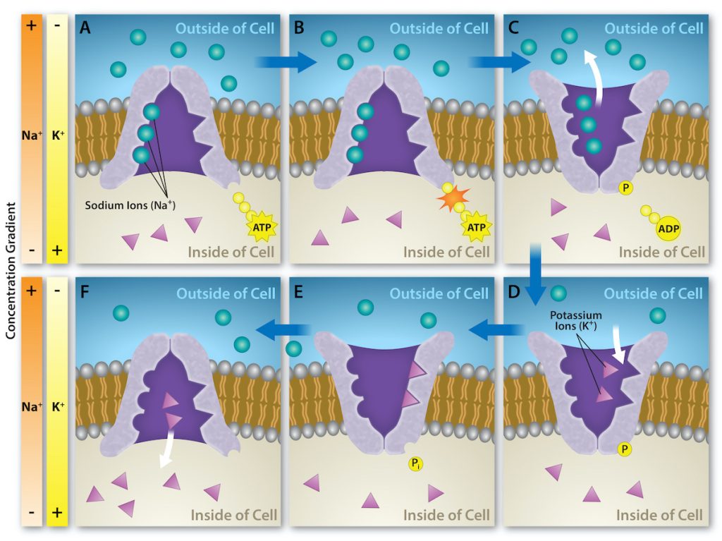 This illustration shows the sodium-potassium pump. Initially, the pumps opening faces the cytoplasm, where three sodium ions bind to it. The antiporter hydrolyzes and A T P to A D P and, as a result, undergoes a conformational change. The sodium ions are released into the extracellular space. Two potassium ions from the extracellular space now bind the antiporter, which changes conformation again, releasing the potassium ions into the cytoplasm.