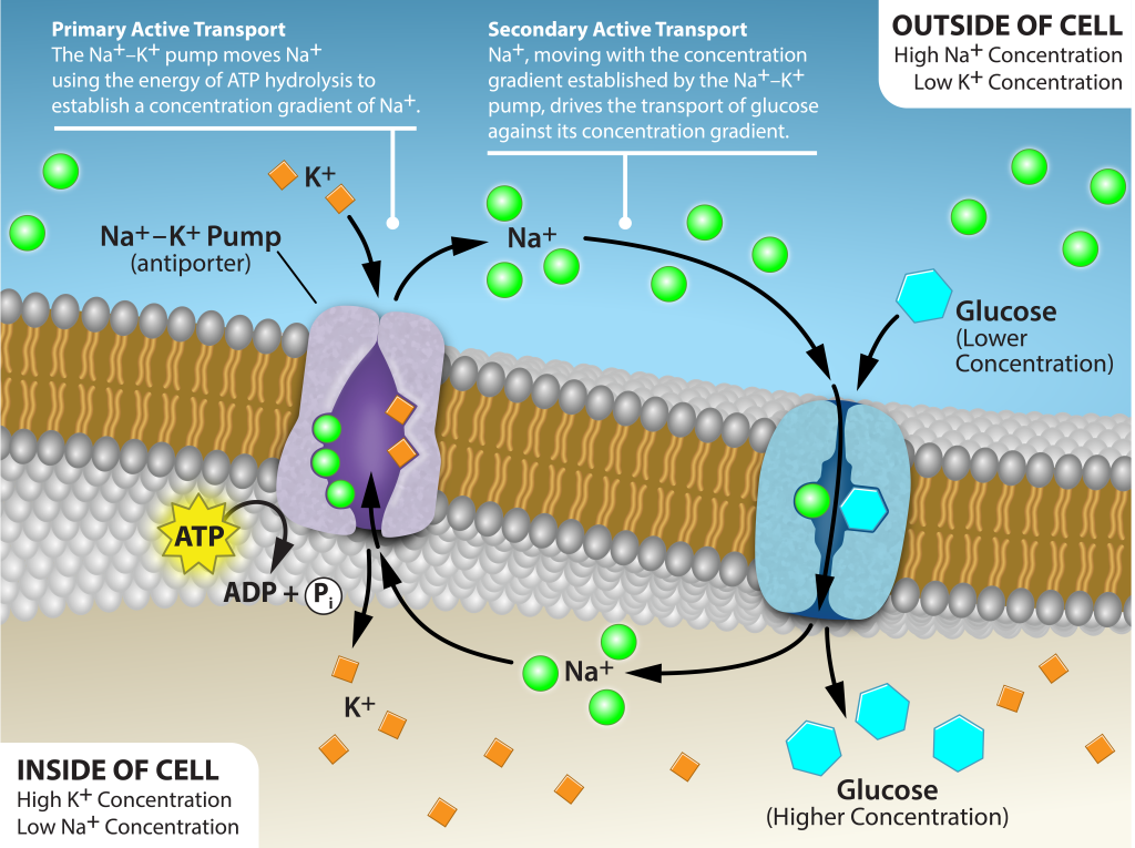 This illustration shows a membrane bilayer with two integral membrane proteins embedded in it. The first, a sodium-potassium pump, uses energy from A T P hydrolysis to pump three sodium ions out of the cell for every two potassium ions it pumps into the cell. The result is a high concentration of sodium outside the cell and a high concentration of potassium inside the cell. There is also a high concentration of amino acids outside the cell, and a low concentration inside. A sodium-amino acid co-transporter simultaneously transports sodium and the amino acid into the cell. Text within the image reads as follows: Primary Active Transport: the sodium potassium pump moves sodium ions using the energy of ATP hydrolysis to establish a concentration of sodium ions. Secondary active transport: Sodium ions moving with the concentration gradient established by the sodium potassium pump drives the transport of glucose against its concentration gradient.