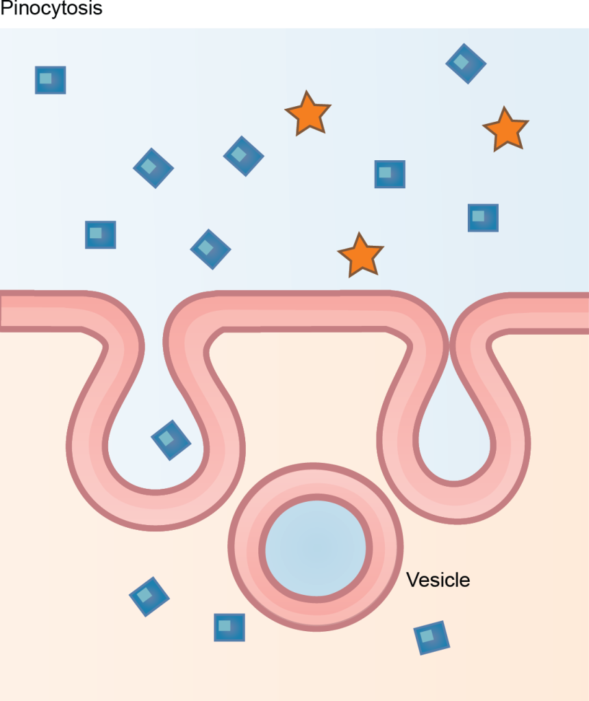 This illustration shows a plasma membrane forming a pocket around fluid in the extracellular fluid. The membrane subsequently engulfs the fluid, which becomes trapped in a vacuole.