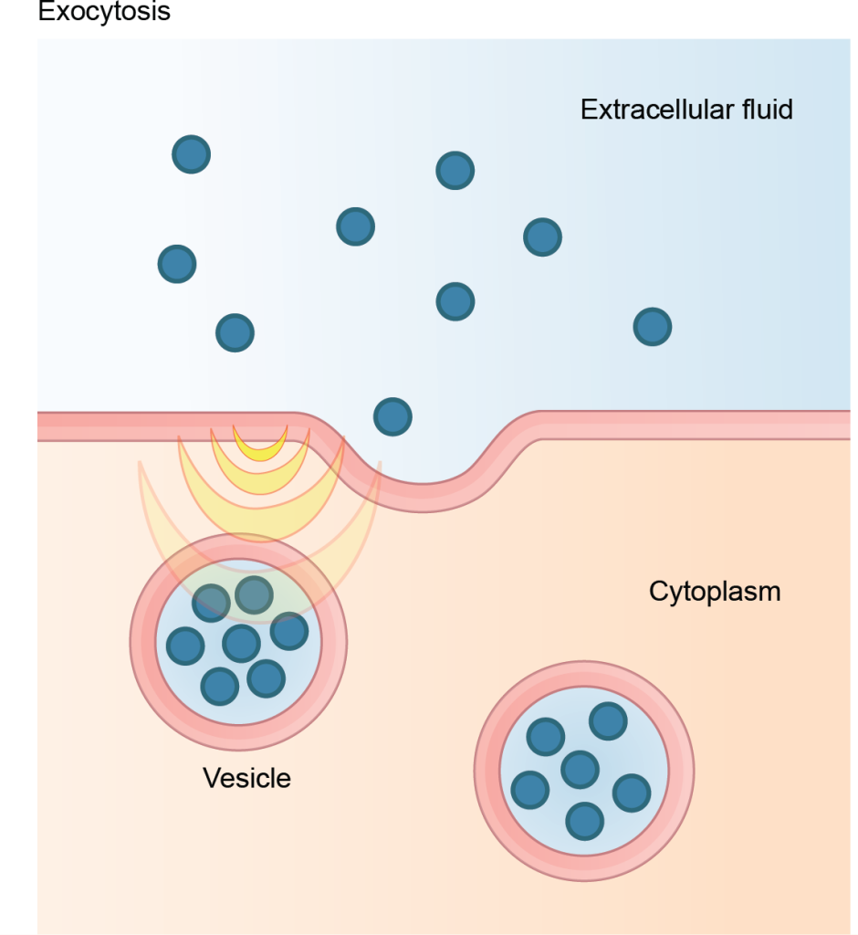 This illustration shows vesicles fusing with the plasma membrane and releasing their contents to the extracellular fluid.