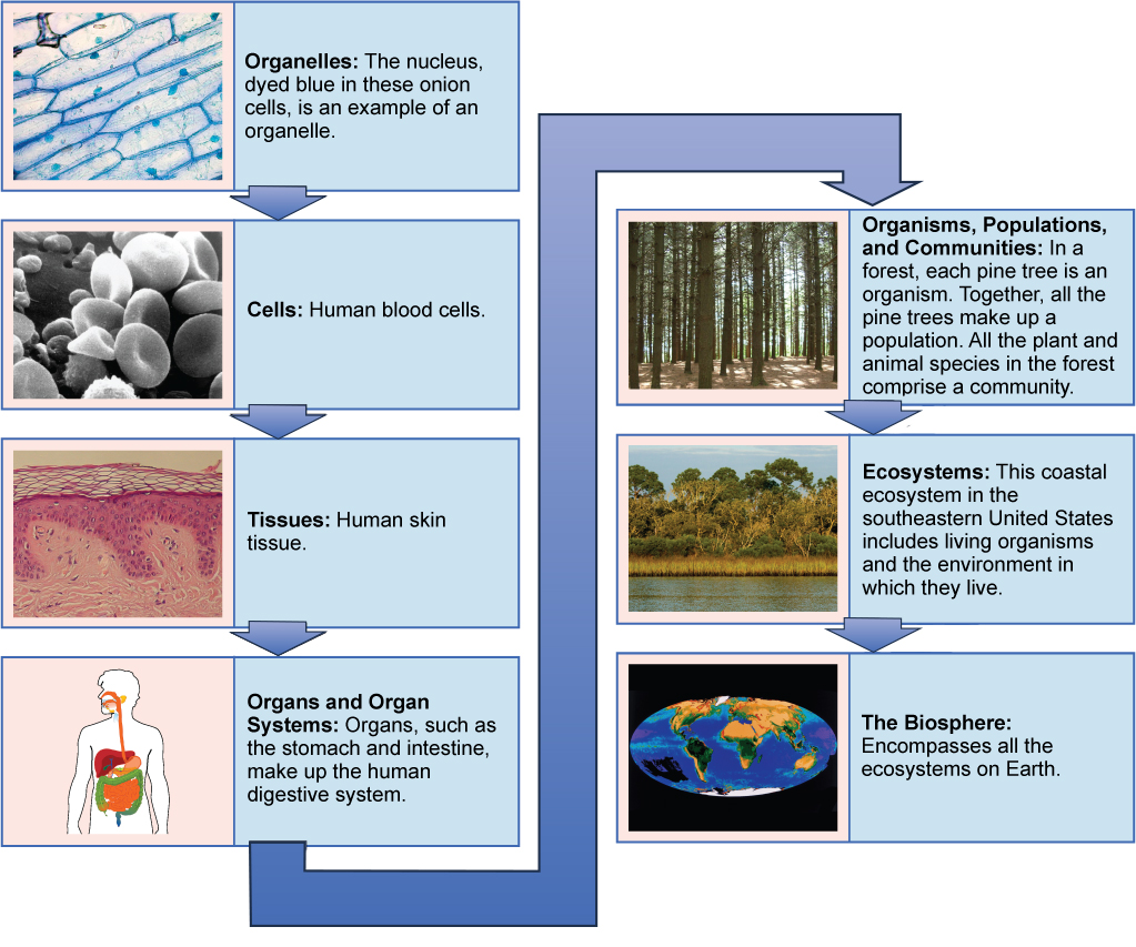 A flow chart shows the hierarchy of living organisms. From smallest to largest, this hierarchy includes: (1) Organelles, such as nuclei, that exist inside cells. (2) Cells, such as a red blood cell. (3) Tissues, such as human skin tissue. (4) Organs such as the stomach make up the human digestive system, an example of an organ system. (5) Organisms, populations, and communities. In a forest, each pine tree is an organism. Together, all the pine trees make up a population. All the plant and animal species in the forest comprise a community. (6) Ecosystems: the coastal ecosystem in the Southeastern United States includes living organisms and the environment in which they live. (7) The biosphere: encompasses all the ecosystems on Earth.