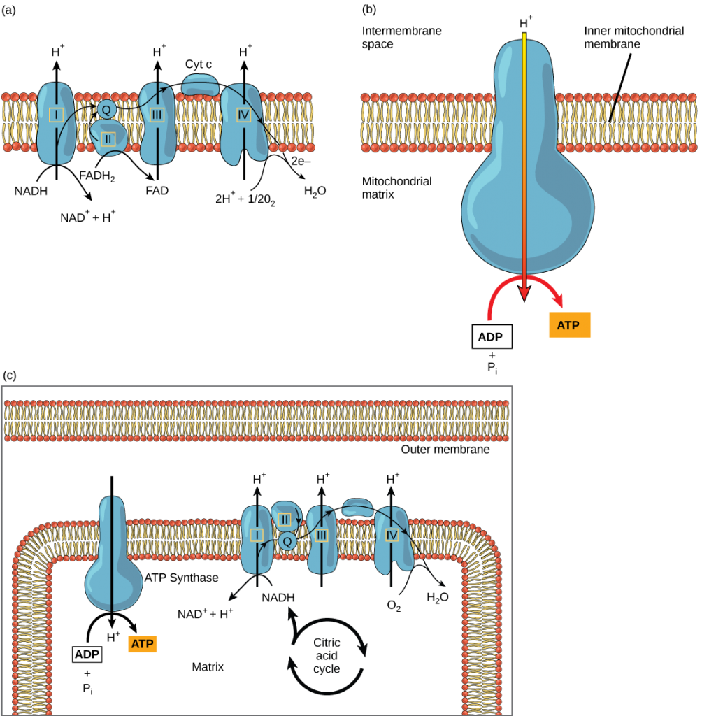 Part a: This illustration shows the electron transport chain embedded in the inner mitochondrial membrane. The electron transport chain consists of four electron complexes. Complex I oxidizes NADH to NAD+ and simultaneously pumps a proton across the membrane into the intermembrane space. The two electrons released from NADH are shuttled to coenzyme Q, then to complex III, to cytochrome c, to complex IV, then to molecular oxygen. In the process, two more protons are pumped across the membrane into the intermembrane space, and molecular oxygen is reduced to form water. Complex II removes two electrons from FADH2, thereby forming FAD. The electrons are shuttled to coenzyme Q, then to complex III, cytochrome c, complex I, and molecular oxygen as in the case of NADH oxidation. Part b: This illustration shows an ATP synthase enzyme embedded in the inner mitochondrial membrane. ATP synthase allows protons to move from an area of high concentration in the intermembrane space to an area of low concentration in the mitochondrial matrix. The energy derived from this exergonic process is used to synthesize ATP from ADP and inorganic phosphate. Part c: This illustration shows the electron transport chain and ATP synthase enzyme embedded in the inner mitochondrial membrane, and the citric acid cycle in the mitochondrial matrix. The citric acid cycle feeds NADH and FADH2 into the electron transport chain. The electron transport chain oxidizes these substrates and, in the process, pumps protons into the intermembrane space. ATP synthase allows protons to leak back into the matrix and synthesizes ATP.