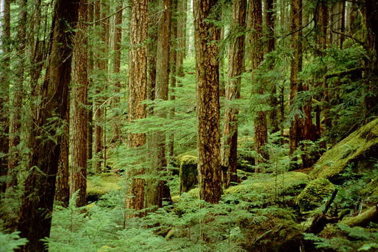 This photo shows undergrowth in a forest.