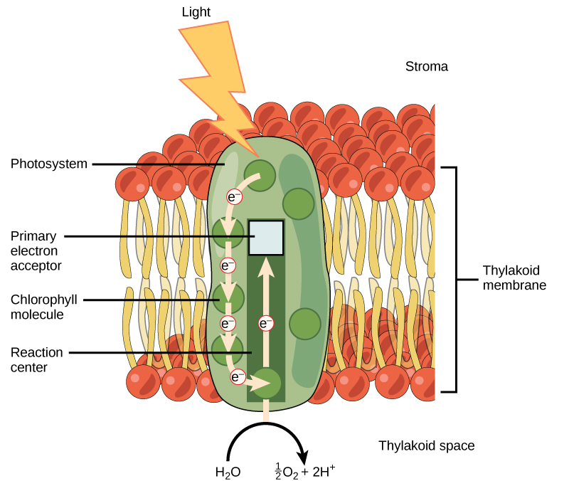 This illustration shows photosystem II, which has a light-harvesting complex surrounding the reaction center. Chlorophyll molecules are found in the light-harvesting complex. In the reaction center, an excited electron is passed to the primary electron acceptor. A molecule of water is split, releasing one oxygen, two protons, and an electron. The electron replaces the one donated to the primary electron acceptor.