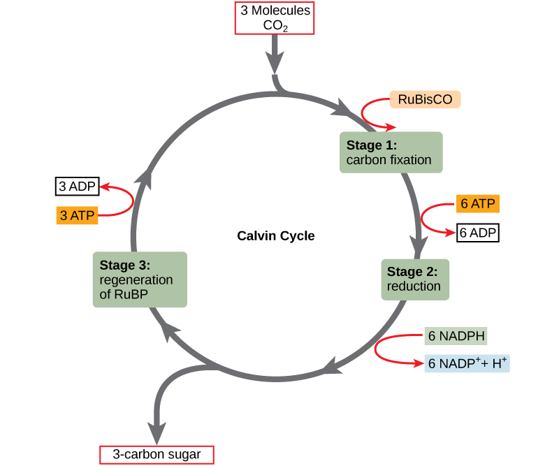 This illustration shows a circular cycle with three stages. Three molecules of carbon dioxide enter the cycle. In the first stage, the enzyme RuBisCO incorporates the carbon dioxide into an organic molecule. Six ATP molecules are converted into six ADP molecules. In the second stage, the organic molecule is reduced. Six NADPH molecules are converted into six NADP+ ions and one hydrogen ion. Sugar is produced. In stage three, RuBP is regenerated, and three ATP molecules are converted into three ADP molecules. RuBP then starts the cycle again.