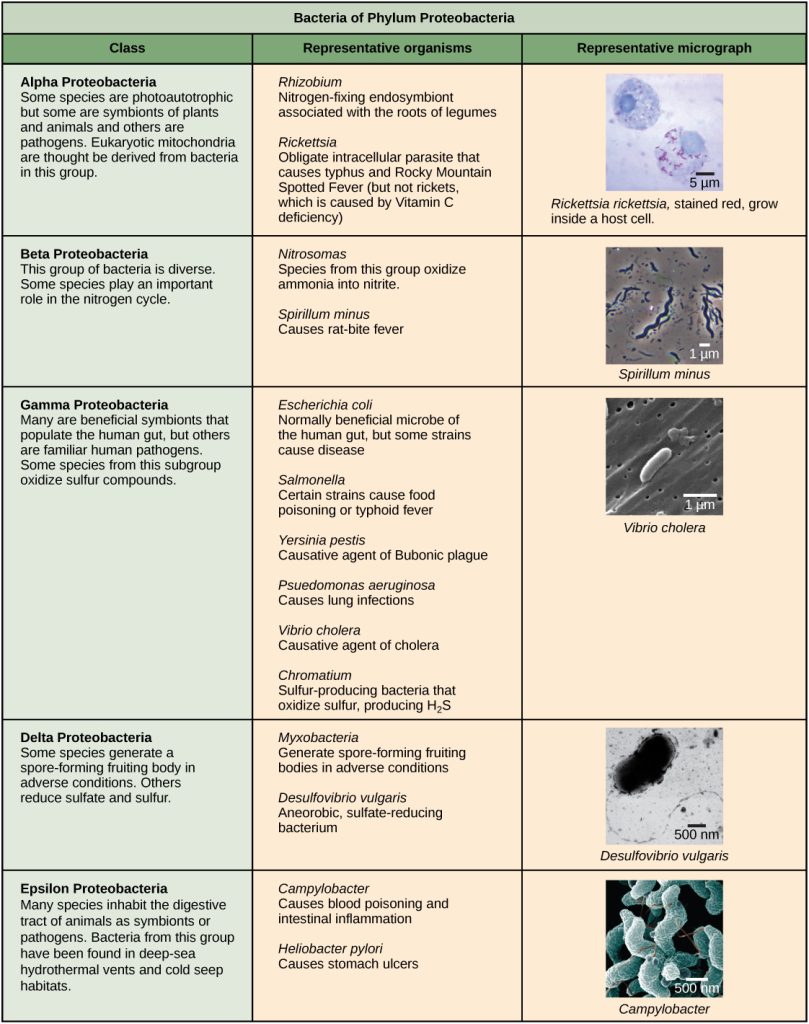 Characteristics of the five phyla of bacteria are described. The first phylum described is proteobacteria, which includes five classes, alpha, beta, gamma, delta and epsilon. Most species of Alpha Proteobacteria are photoautotrophic but some are symbionts of plants and animals, and others are pathogens. Eukaryotic mitochondria are thought be derived from bacteria in this group. Representative species include Rhizobium, a nitrogen-fixing endosymbiont associated with the roots of legumes, and Rickettsia, obligate intracellular parasite that causes typhus and Rocky Mountain Spotted Fever (but not rickets, which is caused by Vitamin C deficiency). A micrograph shows rod-shaped Rickettsia rickettsii inside a much larger eukaryotic cell. Beta Proteobacteria is a diverse group of bacteria. Some species play an important role in the nitrogen cycle. Representative species include Nitrosomas, which oxidize ammonia into nitrate, and Spirillum minus, which causes rat bite fever. A micrograph of spiral-shaped Spirillum minus is shown. Gamma Proteobacteria include many are beneficial symbionts that populate the human gut, as well as familiar human pathogens. Some species from this subgroup oxidize sulfur compounds. Representative species include Escherichia coli, normally beneficial microbe of the human gut, but some strains cause disease; Salmonella, certain strains of which cause food poisoning, and typhoid fever; Yersinia pestis–the causative agent of Bubonic plague; Psuedomonas aeruganosa– causes lung infections; Vibrio cholera, the causative agent of cholera, and Chromatium–sulfur producing bacteria bacteria that oxidize sulfur, producing H2S. Micrograph shows rod-shaped Vibrio cholera, which are about 1 micron long. Some species of delta Proteobacteria generate a spore-forming fruiting body in adverse conditions. Others reduce sulfate and sulfur. Representative species include Myxobacteria, which generate spore-forming fruiting bodies in adverse conditions and Desulfovibrio vulgaris, an aneorobic, sulfur-reducing bacterium. Micrograph shows a bent rod-shaped Desulfovibrio vulgaris bacterium with a long flagellum. Epsilon Proteobacteria includes many species that inhabit the digestive tract of animals as symbionts or pathogens. Bacteria from this group have been found in deep-sea hydrothermal vents and cold seep habitats. The next phylum described is chlamydias. All members of this group are obligate intracellular parasites of animal cells. Cells walls lack peptidoglycan. Micrograph shows a pap smear of cells infected with Chlamydia trachomatis. Chlamydia infection is the most common sexually transmitted disease and can lead to blindness. All members of the phylum Spirochetes have spiral-shaped cells. Most are free-living anaerobes, but some are pathogenic. Flagella run lengthwise in the periplasmic space between the inner and outer membrane. Representative species include Treponema pallidum, the causative agent of syphilis and Borrelia burgdorferi, the causative agent of Lyme disease Micrograph shows corkscrew-shaped Trepanema pallidum, about 1 micron across. Bacteria in the phylum Cyanobacteria, also known as blue-green algae, obtain their energy through photosynthesis. They are ubiquitous, found in terrestrial, marine, and freshwater environments. Eukaryotic chloroplasts are thought be derived from bacteria in this group. The cyanobacterium Prochlorococcus is believed to be the most abundant photosynthetic organism on earth, responsible for generating half the world’s oxygen. Micrograph shows a long, thin rod-shaped species called Phormidium. Gram-positive Bacteria have a thick cell wall and lack an outer membrane. Soil-dwelling members of this subgroup decompose organic matter. Some species cause disease. Representative species include Bacillus anthracis, which causes anthrax; Clostridium botulinum, which causes botulism; Clostridium difficile, which causes diarrhea during antibiotic therapy; Streptomyces, from which many antibiotics, including streptomyocin, are derived; and Mycoplasmas, the smallest known bacteria, which lack a cell wall. Some are free-living, and some are pathogenic. Micrograph shows Clostridium difficile, which are rod-shaped and about 3 microns long.