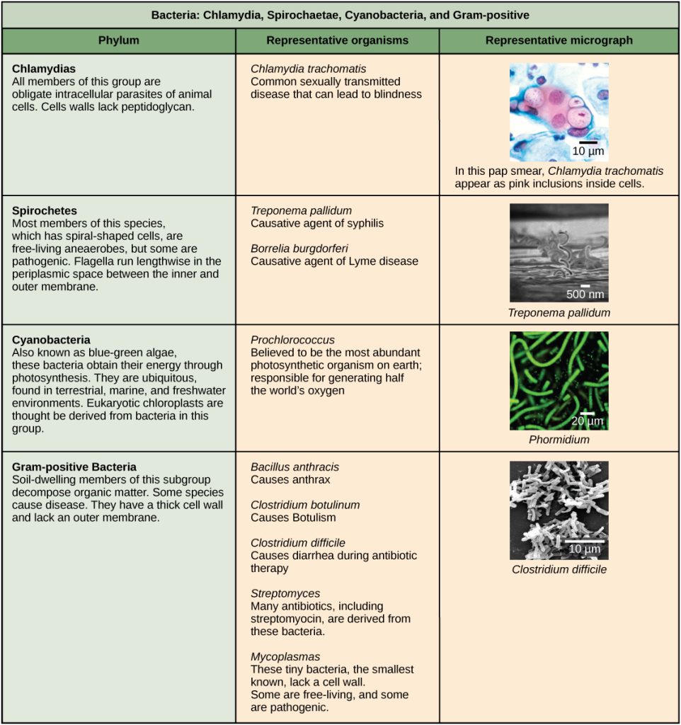 Characteristics of bacteria: Chlamydia, Spirochetes, Cyanobacteria, and Gram-positive are described in a chart