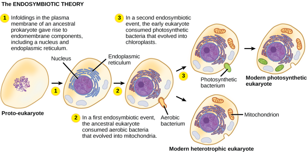 The illustration shows steps that, according to the endosymbiotic theory, gave rise to eukaryotic organisms. In step 1, infoldings in the plasma membrane of an ancestral prokaryote gave rise to endomembrane components, including a nucleus and endoplasmic reticulum. In step 2, the first endosymbiotic event occurred: The ancestral eukaryote consumed aerobic bacteria that evolved into mitochondria. In a second endosymbiotic event, the early eukaryote consumed photosynthetic bacteria that evolved into chloroplasts.