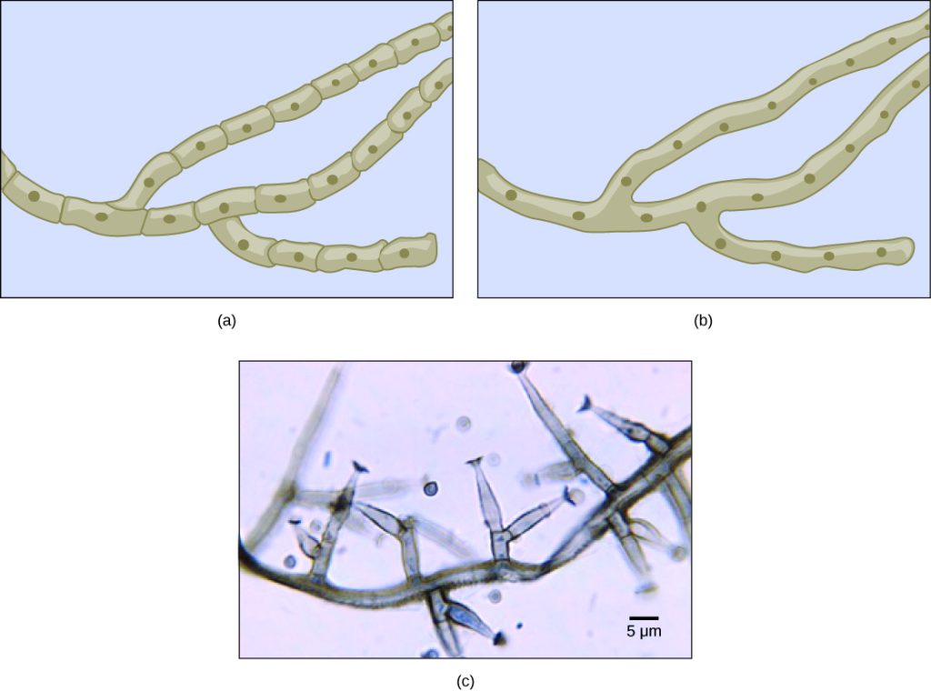 Part A is an illustration of septated hyphae. Cells within the septated hyphae are rectangular. Each cell has its own nucleus, and connects to other cells end to end in a long strand. Two branches occur in the hyphae. Part B is an illustration of coenocytic hyphae. Like the septated hyphae, the coenocytic hyphae consist of long, branched fibers. However, in coenocytic hyphae, there is no separation between the cells or nuclei. Part C is a light micrograph of septated hyphae from Phialophora richardsiae. The hyphae consists of a long chain of cells with multiple branches. Each branch is about 3 microns wide and varies from 3 to 20 microns in length.