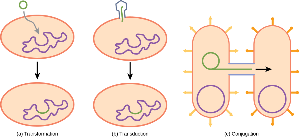 Illustration A shows a small, circular piece of DNA being absorbed by a cell. Illustration C shows a bacteriophage injecting DNA into a prokaryotic cell. The DNA then gets incorporated in the genome. Illustration C shows two bacteria connected by a pilus. A small loop of DNA is transferred from one cell to another via the pilus.