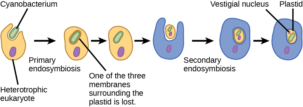 According to the secondary endosymbiosis theory, plastids in modern chlorarachniophytes arose via two endosymbiotic events. In the first event, a cyanobacterium was engulfed by a heterotrophic eukaryote. Cyanobacteria have two membranes and the endosymbiosis event gave rise to a third membrane. One of these membranes was lost. Then, in a second endosymbiotic event, the cell was engulfed by another cell. The first cell became a plastid, an organelle with a vestigial nucleus and an organelle membrane inside it; thus, the plastid has the appearance of a cell within a cell.