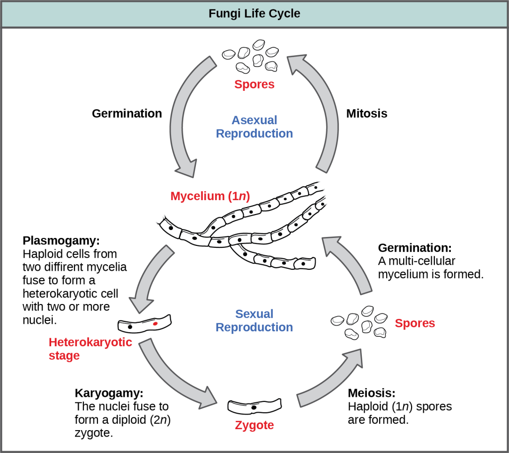 The asexual and sexual stages of reproduction of fungi are shown. In the asexual life cycle, a haploid (1n) mycelium undergoes mitosis to form spores. Germination of the spores results in the formation of more mycelia. In the sexual life cycle, the mycelium undergoes plasmogamy, a process in which haploid cells fuse to form a heterokaryon (a cell with two or more haploid nuclei). This is called the heterokaryotic stage. The dikaryotic cells (cells with two more more nuclei) undergo karyogamy, a process in which the nuclei fuse to form a diploid (2n) zygote. The zygote undergoes meiosis to form haploid (1n) spores. Germination of the spores results in the formation of a multicellular mycelium.