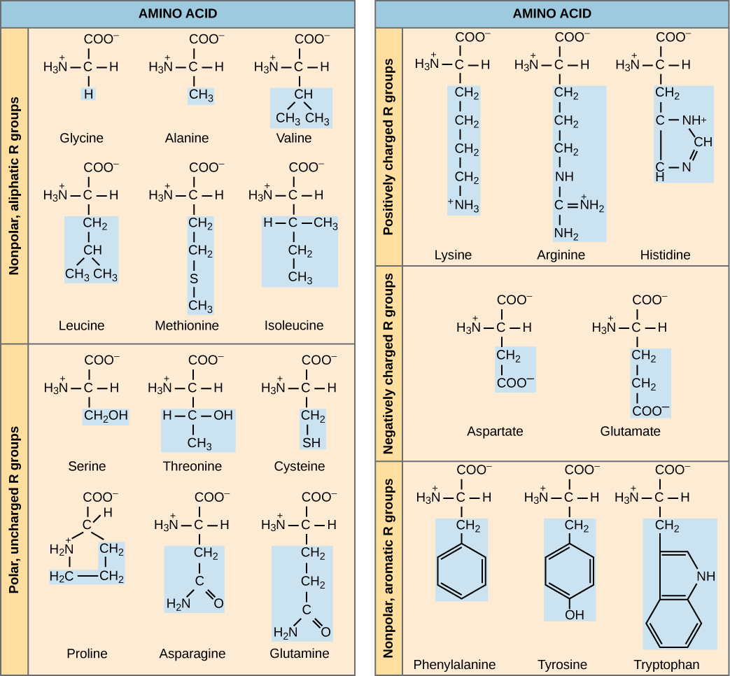 amino acid structures