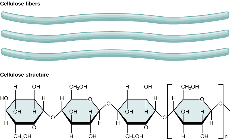 cellulose fibrils