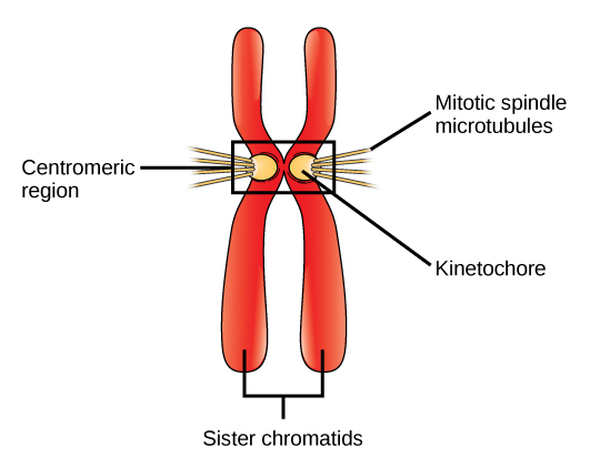 This illustration shows two sister chromatids. Each has a kinetochore at the centromere, and mitotic spindle microtubules radiate from the kinetochore.