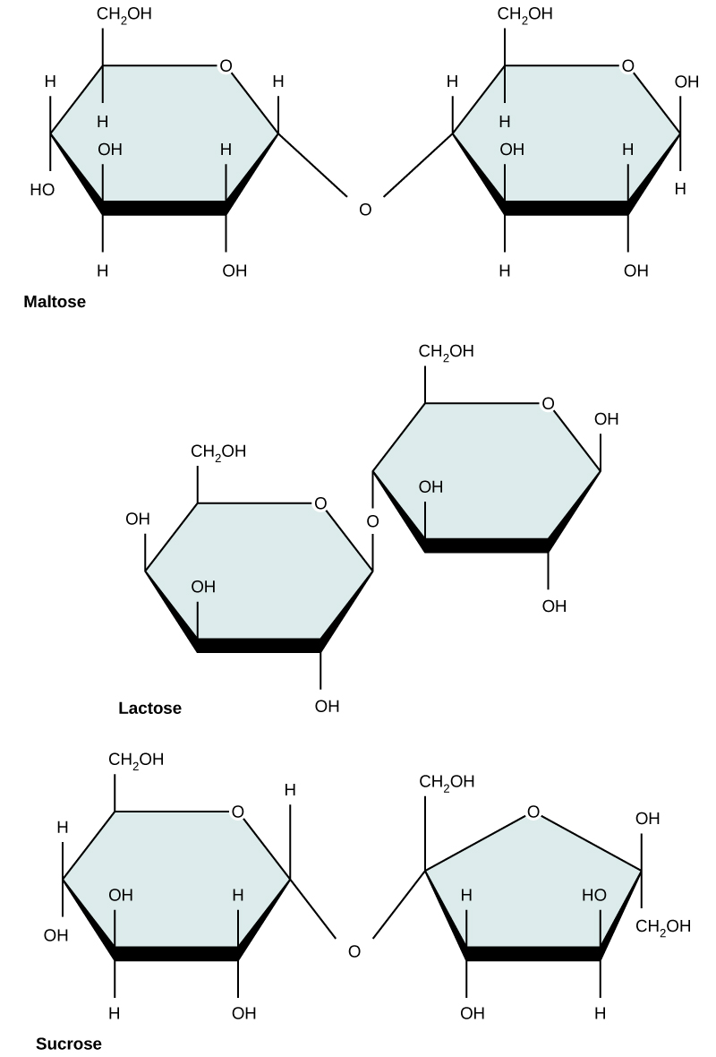 structures of disaccharides