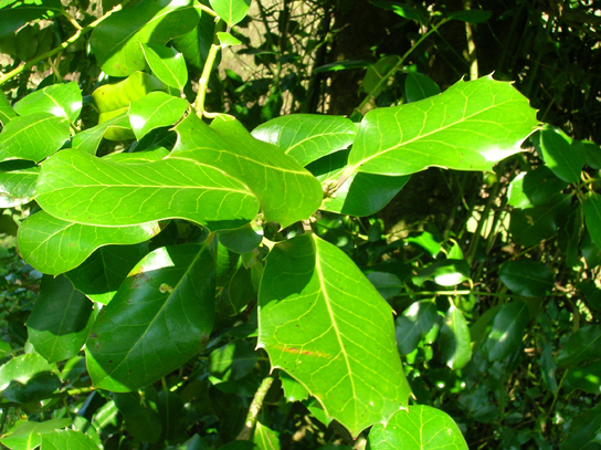 photo of leaves