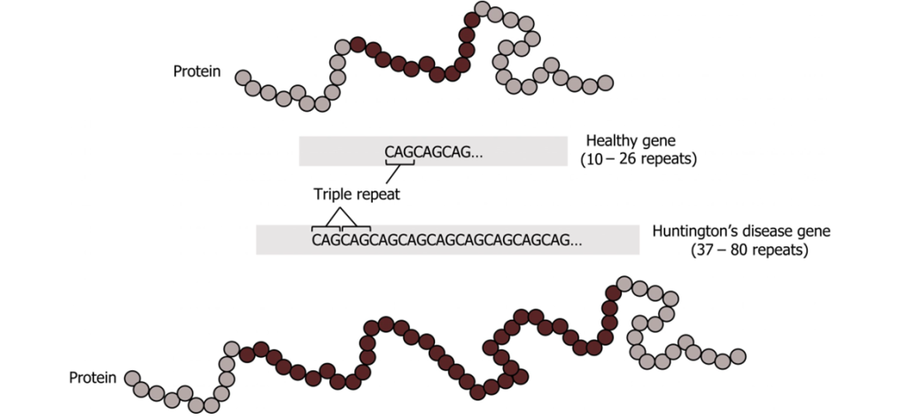 Huntington's Disease-Observed changes on the DNA level (gene) and protein level (gene product)