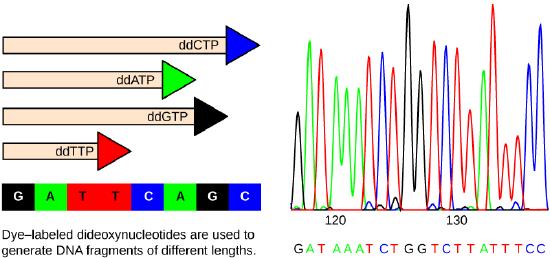 A sample readout of Frederick Sanger’s dideoxy chain termination method