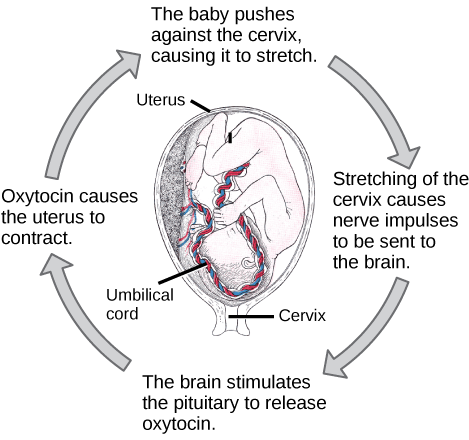 Figure_33_03_02