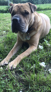 Sharpei-mix dog in grass