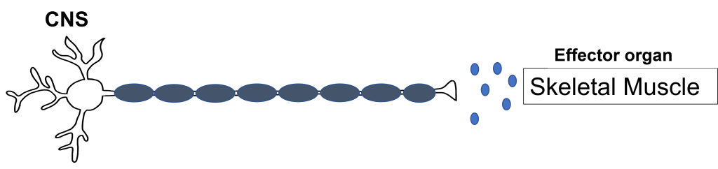 Image of a somatic nervous system neuron that has a cell body within the central nervous system and extends an axon all the way to the target tissue of skeletal muscles where it releases acetylcholine. Further details in caption and text.