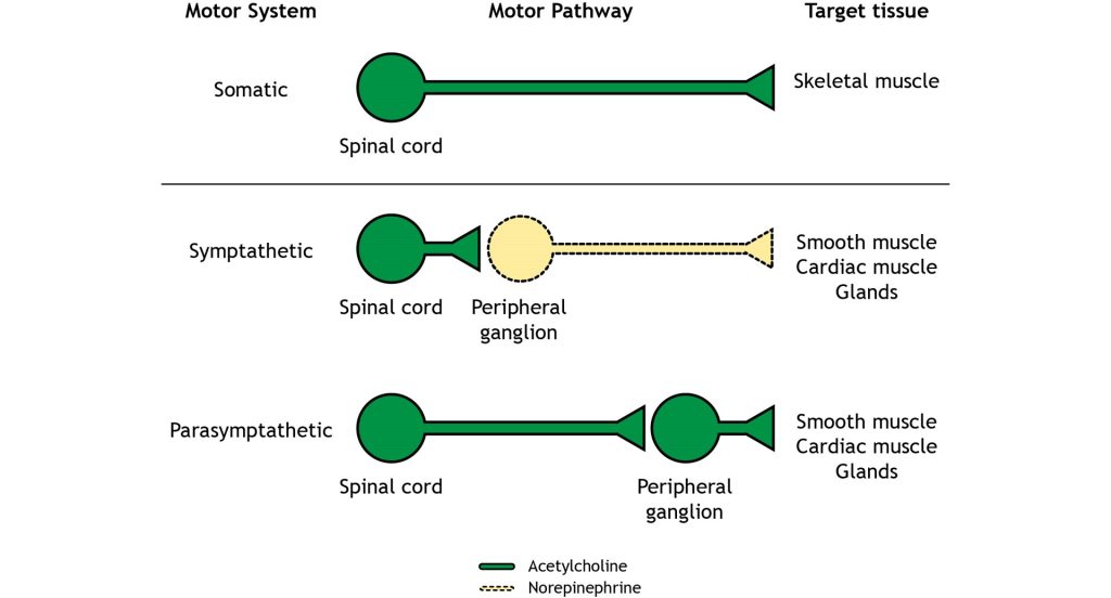 A comparison of the one neuron pathway of the somatic motor system and the two-neuron pathway of the sympathetic and parasympathetic nervous system pathways. Details in caption and text.