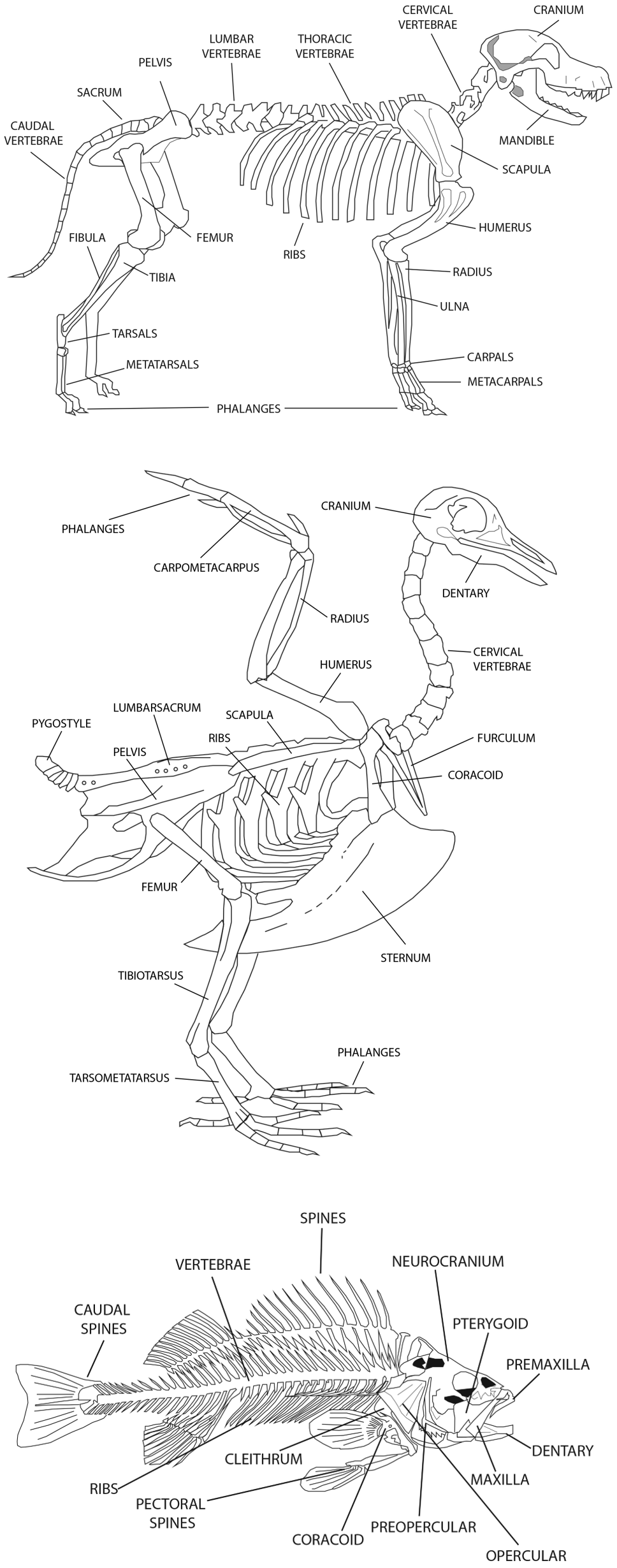 Animal skeletons