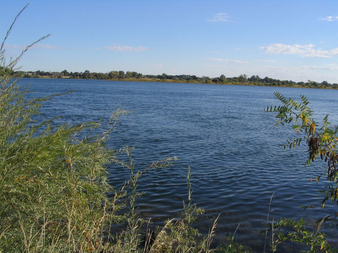 The Columbia River, with green vegetation, as seen from the riverbank.