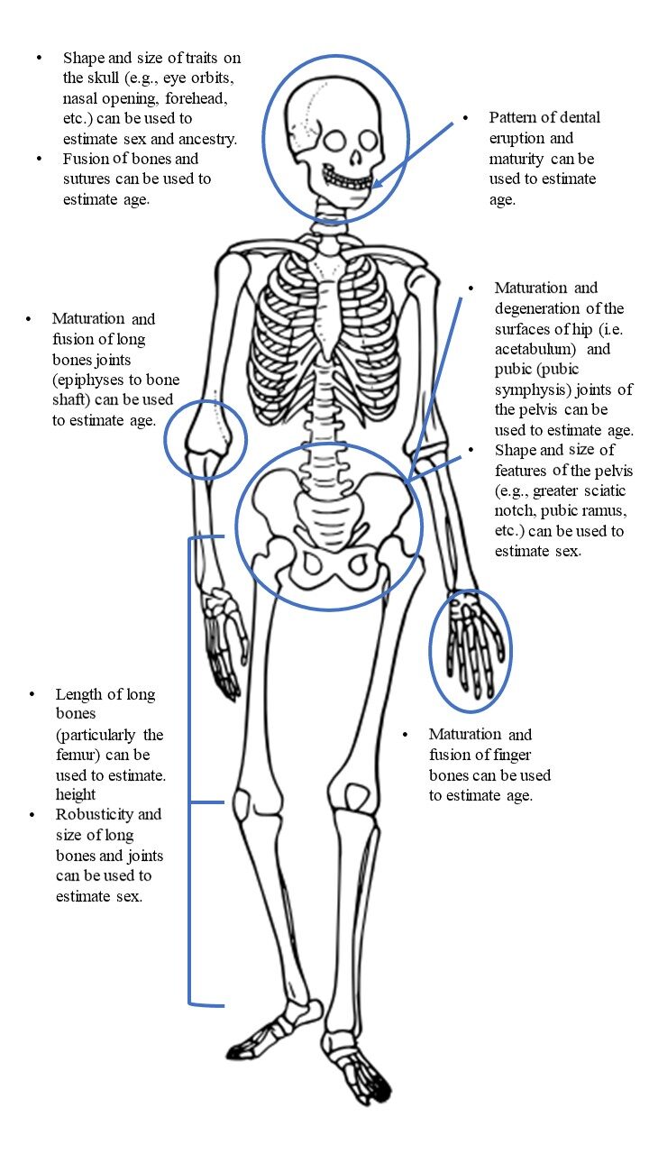 Drawing of the human skeleton notating key features for bioarchaeological analyses.