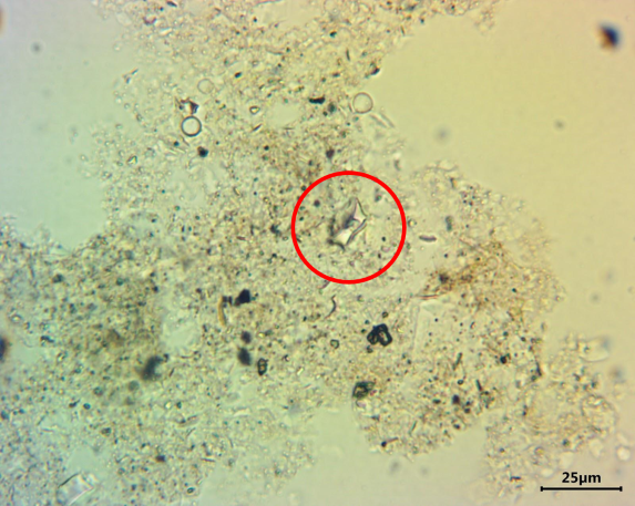 Close-up of a maize phytolith