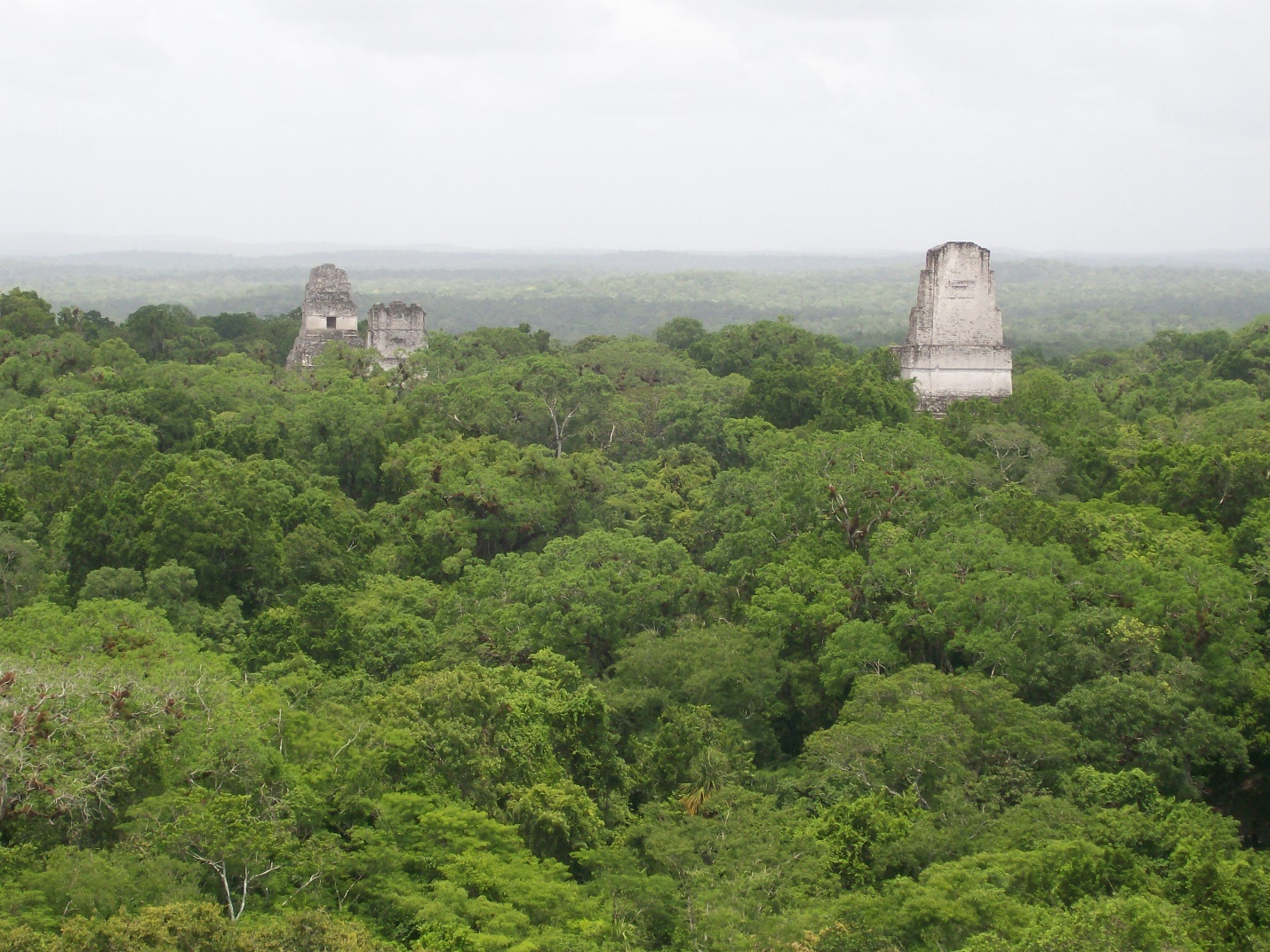 Tops of the Pyramids showing over the jungle.